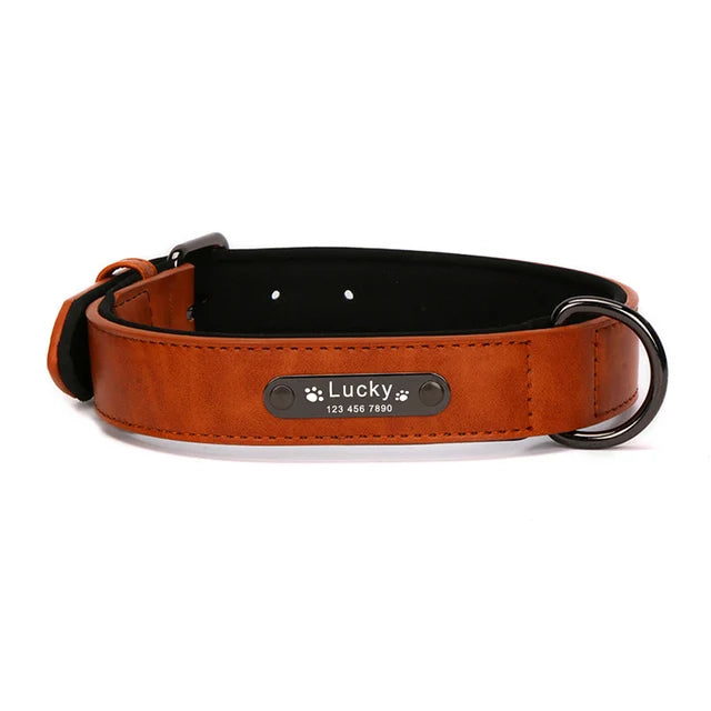 Leash & Collars