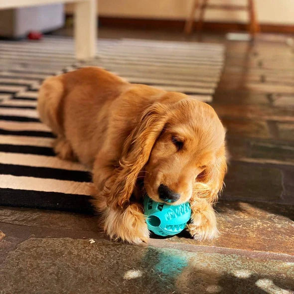 Doggie Treat Chew ball